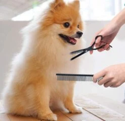 Petsify - Professionele 8-delige Huisdier Knipset - Effileerschaar Hond - Kam Hond - Schaar Hond - Katten Kam - Hondenschaar - Trimschaar Voor Honden - Kapperset - Zwart 11 Petsify - Professionele 8-delige Huisdier Knipset - Effileerschaar Hond - Kam Hond - Schaar Hond - Katten Kam - Hondenschaar - Trimschaar Voor Honden - Kapperset - Zwart -DierenPlezier 1200x1166 3