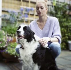 Merkloos HondenFöhn En Borstel - RVS Borstel - Huisdieren - 2 In 1 Hondenföhn 17 Merkloos HondenFöhn En Borstel - RVS Borstel - Huisdieren - 2 In 1 Hondenföhn -DierenPlezier 1200x1190 5