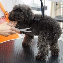 Merkloos Premium Gebogen Trimschaar Honden - Huisdier Trimmen - Hoofd, Poten Ogen & Oren - Kat & Hond Knippen - Veilige Schaar 12 Merkloos Premium Gebogen Trimschaar Honden - Huisdier Trimmen - Hoofd, Poten Ogen & Oren - Kat & Hond Knippen - Veilige Schaar -DierenPlezier 1200x1200 226