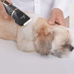 Tjilla Professionele Dieren/honden Tondeuse Set Extra Krachtig - Honden Trimmer - Lang Of Kortharige Huisdieren Katten & Honden - Draadloos - Weinig Geluid 11 Tjilla Professionele Dieren/honden Tondeuse Set Extra Krachtig - Honden Trimmer - Lang Of Kortharige Huisdieren Katten & Honden - Draadloos - Weinig Geluid -DierenPlezier 1200x1200 245