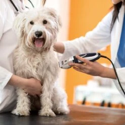 Nobleza Dieren Tondeuse Set - 4 Opzetkammen - Draadloos - Voor Huisdieren Katten & Honden 16 Nobleza Dieren Tondeuse Set - 4 Opzetkammen - Draadloos - Voor Huisdieren Katten & Honden -DierenPlezier 1200x1200 266