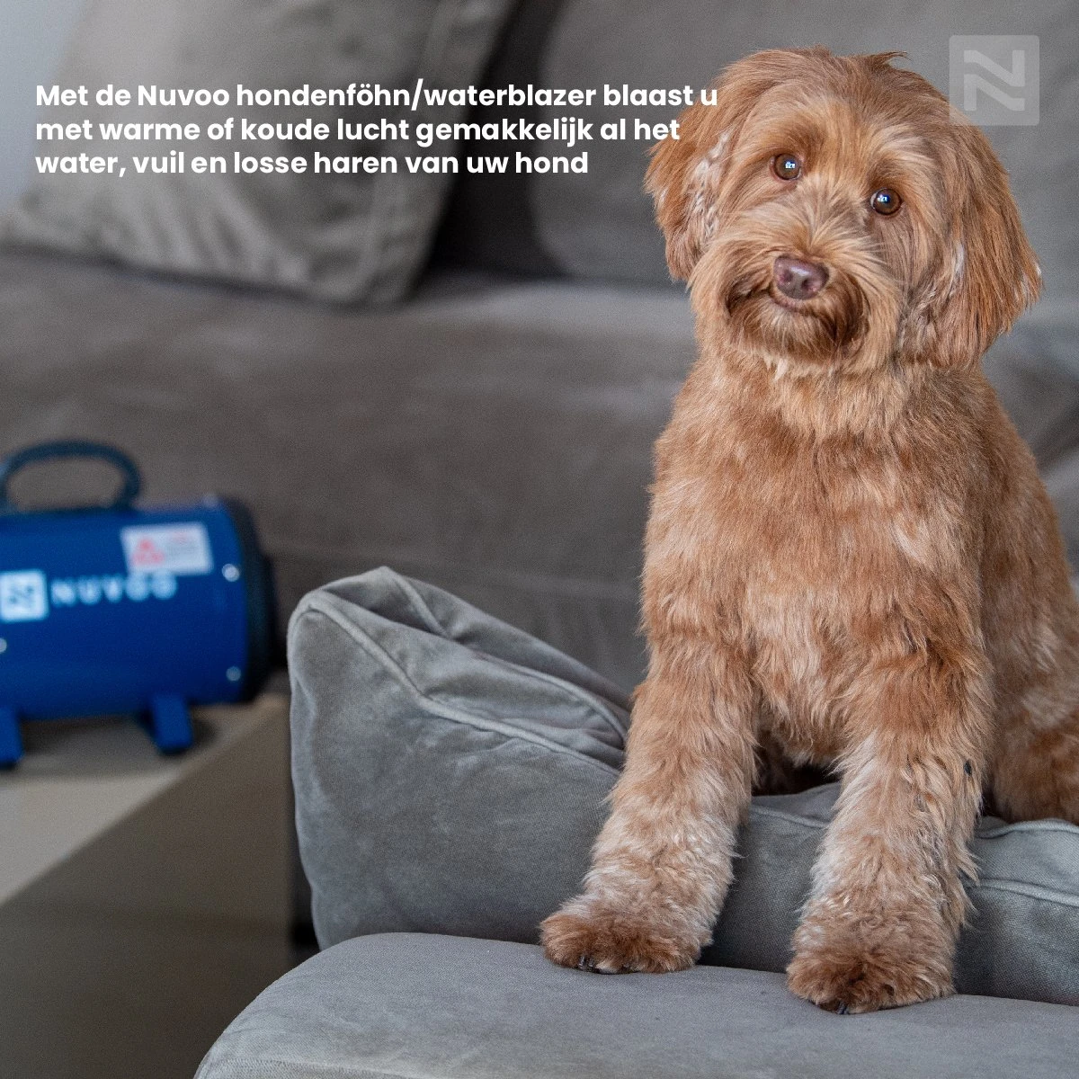 Nuvoo Professionele Hondenföhn / Waterblazer / Hondenborstel Met 3 Opzetstukken - Verstelbare Vermogen Tot 2200W - Warme / Koude Stand - Zwart 10 Nuvoo Professionele Hondenföhn / Waterblazer / Hondenborstel Met 3 Opzetstukken - Verstelbare Vermogen Tot 2200W - Warme / Koude Stand - Zwart - Afbeelding 8