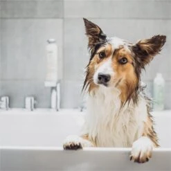 Greenfields Vacht Verzorging Set Voor Honden Shampoo, Conditioner & Droogshampoo 14 Greenfields Vacht Verzorging Set Voor Honden Shampoo, Conditioner & Droogshampoo -DierenPlezier 1200x1200 379