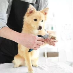 Merkloos Zetamo Professionele Nagelschaar|Nagelschaar Hond | Nagelschaar Kat| Nagelknipper Hond En Kat| Nagelknipper Kat| Nagelknipper Hond|NagelTang Dieren|Poot Verzorging 10 Merkloos Zetamo Professionele Nagelschaar|Nagelschaar Hond | Nagelschaar Kat| Nagelknipper Hond En Kat| Nagelknipper Kat| Nagelknipper Hond|NagelTang Dieren|Poot Verzorging -DierenPlezier 1200x1200 499