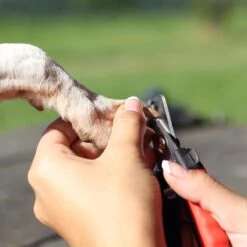 Merkloos Nagelschaar - Nagelschaartje - Nagelknipper - Geschikt Voor Hond Kat Konijn Cavia Vogel - 12 CM 11 Merkloos Nagelschaar - Nagelschaartje - Nagelknipper - Geschikt Voor Hond Kat Konijn Cavia Vogel - 12 CM -DierenPlezier 1200x1200 505