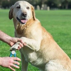 WVspecials® Professionele Dieren Nagelschaar Met Led Licht - Dieren Nagelschaar - Nagelschaar Hond - Honden Nagelknipper - Hondennagels - Honden Knip Schaar - Nageltang - Met LED Licht, Veiligheidsstop En Nagelvijl - Black Friday - Sinterklaas 8 WVspecials® Professionele Dieren Nagelschaar Met Led Licht - Dieren Nagelschaar - Nagelschaar Hond - Honden Nagelknipper - Hondennagels - Honden Knip Schaar - Nageltang - Met LED Licht, Veiligheidsstop En Nagelvijl - Black Friday - Sinterklaas -DierenPlezier 1200x1200 506