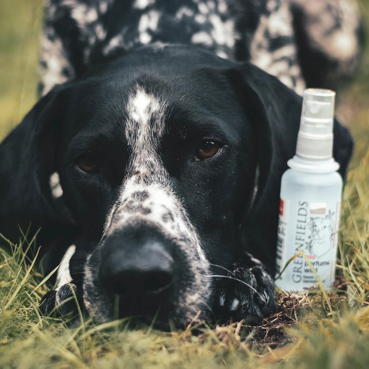 Hondenparfum Spray In 4 Geuren - Greenfields - Alchoholvrije En PH Neutrale Formule Tegen Onaangename Geurtjes - 50ml - Exotic 5 Hondenparfum Spray In 4 Geuren - Greenfields - Alchoholvrije En PH Neutrale Formule Tegen Onaangename Geurtjes - 50ml - Exotic - Afbeelding 3