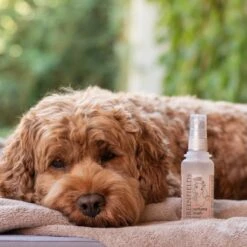 Hondenparfum Spray In 4 Geuren - Greenfields - Alchoholvrije En PH Neutrale Formule Tegen Onaangename Geurtjes - 50ml - Exotic 26 Hondenparfum Spray In 4 Geuren - Greenfields - Alchoholvrije En PH Neutrale Formule Tegen Onaangename Geurtjes - 50ml - Exotic -DierenPlezier 1200x1200 557