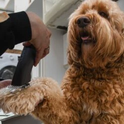 Clipr Ultimate 2-speed Hondentondeuse Op Accu 14 Clipr Ultimate 2-speed Hondentondeuse Op Accu -DierenPlezier 1200x1200 577