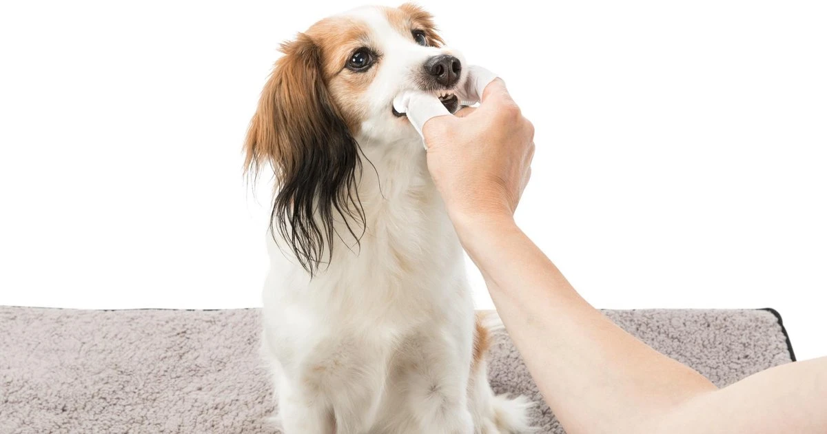 Trixie Verzorgingsvinger - 50 Stuks 5 Trixie Verzorgingsvinger - 50 Stuks - Afbeelding 3