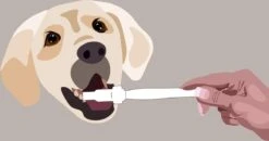 Aedogz Tandsteen Verwijder Spons Hond & Kat - Verwijdert Tandsteen, Aanslag En Vlekken - Verfrist De Adem Voorkomt Tandvleesproblemen. 7 Aedogz Tandsteen Verwijder Spons Hond & Kat - Verwijdert Tandsteen, Aanslag En Vlekken - Verfrist De Adem Voorkomt Tandvleesproblemen. -DierenPlezier 1200x632