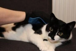 Merkloos Vachtverzorgingshandschoen 31 Merkloos Vachtverzorgingshandschoen -DierenPlezier 1200x800