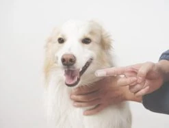 DierenPlezier -DierenPlezier 1200x908