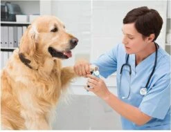 Woodoro Nagelknipper Nagelvijl Nagelschaar Voor Hond En Kat - Incl. Veiligheidsstop -DierenPlezier 1200x928 2