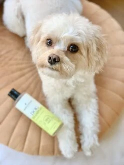 Fresh & Fluffy - Hondenshampoo Kamille / Patchouli - Geschikt Voor Alle Hondenrassen - Natuurlijk & Vegan Voor De Gevoelige Huid - 250ml 9 Fresh & Fluffy - Hondenshampoo Kamille / Patchouli - Geschikt Voor Alle Hondenrassen - Natuurlijk & Vegan Voor De Gevoelige Huid - 250ml -DierenPlezier 899x1200 1