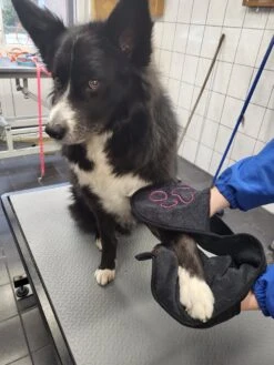 N4dogs – Hondenhanddoek – Honden Handdoek – Microvezel Handdoek – Handdoek Hond – Droogdoek Hond – Dierendeken – Sterk Absorberend – Handdoek Met Zakken - Zwart - 66 X 23 Cm 10 N4dogs – Hondenhanddoek – Honden Handdoek – Microvezel Handdoek – Handdoek Hond – Droogdoek Hond – Dierendeken – Sterk Absorberend – Handdoek Met Zakken - Zwart - 66 X 23 Cm -DierenPlezier 900x1200 6