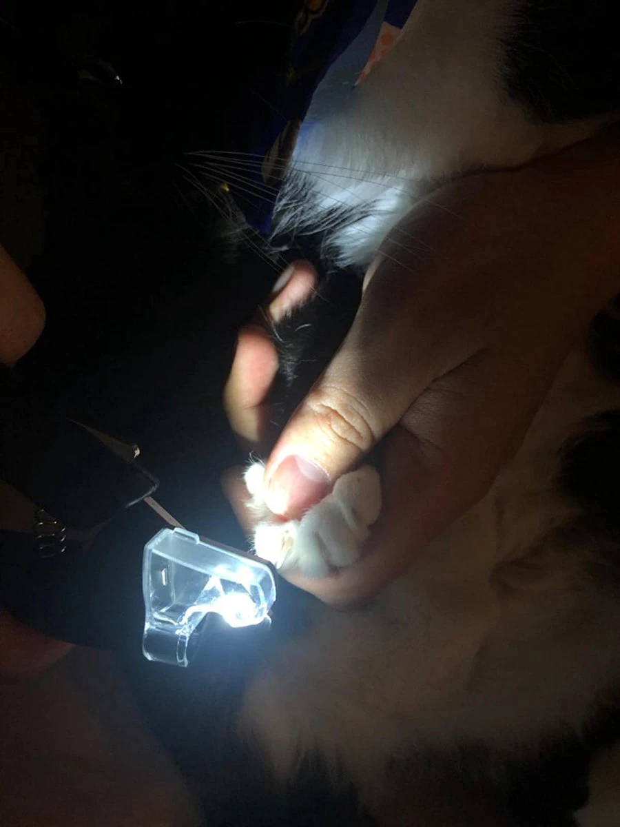 SunnyPets - Professionele Dieren Nagelknipper - Wit - Met LED En Vijl - Hond - Kat - Geschikt Voor Alle - Nageltang 6 SunnyPets - Professionele Dieren Nagelknipper - Wit - Met LED En Vijl - Hond - Kat - Geschikt Voor Alle - Nageltang - Afbeelding 4