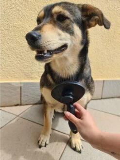 Purlov Zelfreinigende Kattenborstel En Hondenborstel - Haarverwijderaar Voor Huisdieren - Hondenborstel -Hondenhaar Kattenhaar Verwijderaar 15 Purlov Zelfreinigende Kattenborstel En Hondenborstel - Haarverwijderaar Voor Huisdieren - Hondenborstel -Hondenhaar Kattenhaar Verwijderaar -DierenPlezier 901x1200 2