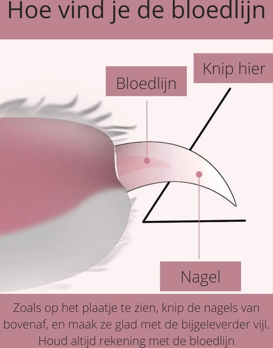 Professionele Nagelschaar | Nagelschaar Hond | Nagelschaar Kat | Nagelknipper Hond En Kat | Nagelknipper Kat| Nagelknipper Hond | NagelTang Dieren | Poot Verzorging 3 Professionele Nagelschaar | Nagelschaar Hond | Nagelschaar Kat | Nagelknipper Hond En Kat | Nagelknipper Kat| Nagelknipper Hond | NagelTang Dieren | Poot Verzorging - Afbeelding 2