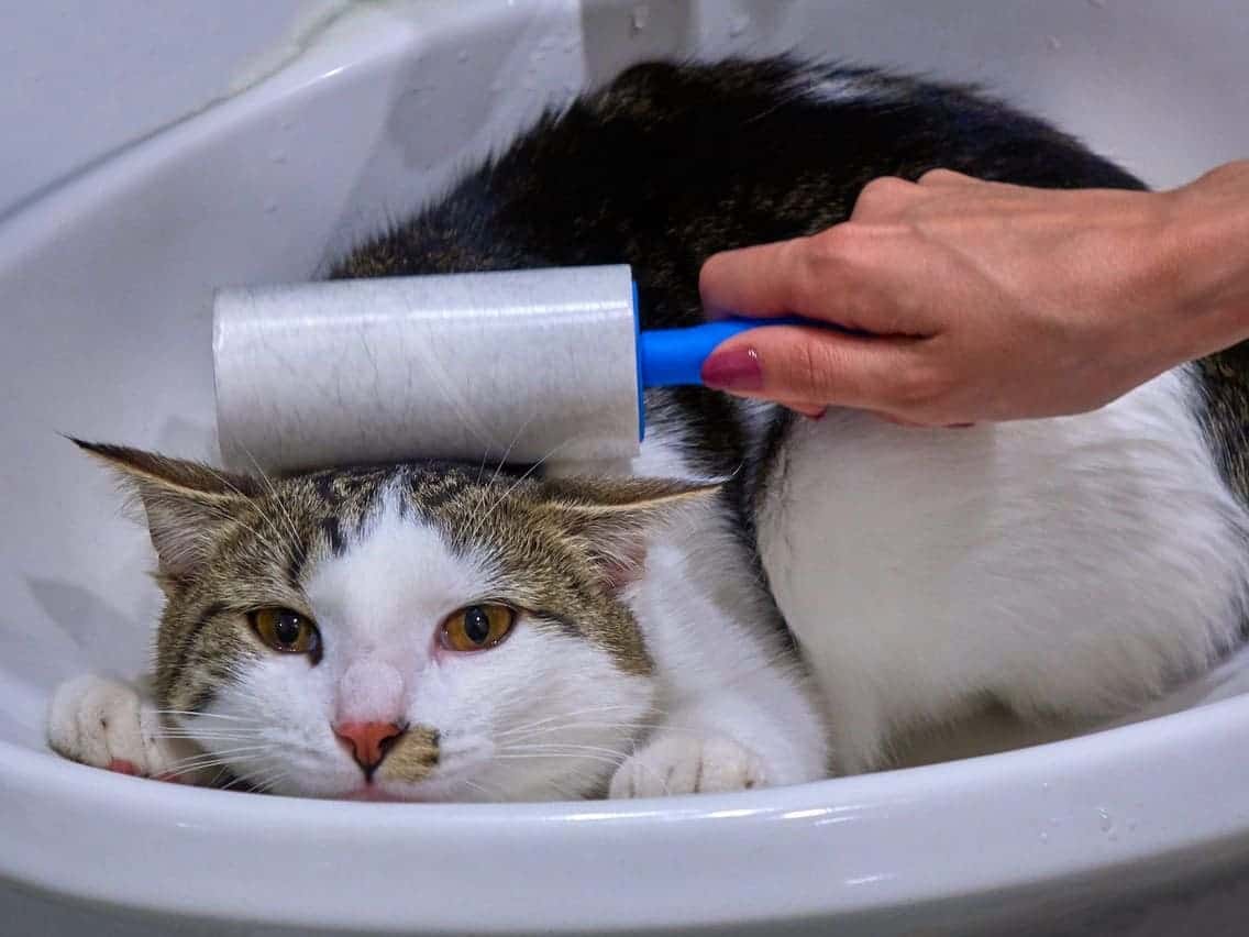 DierenPlezier -DierenPlezier bo long cho meo tren nem tham sofa5