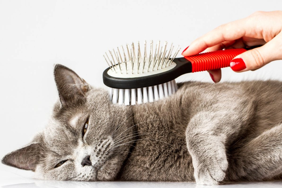 DierenPlezier -DierenPlezier how to keep on top of a cats shedding 54d6106fe1b49